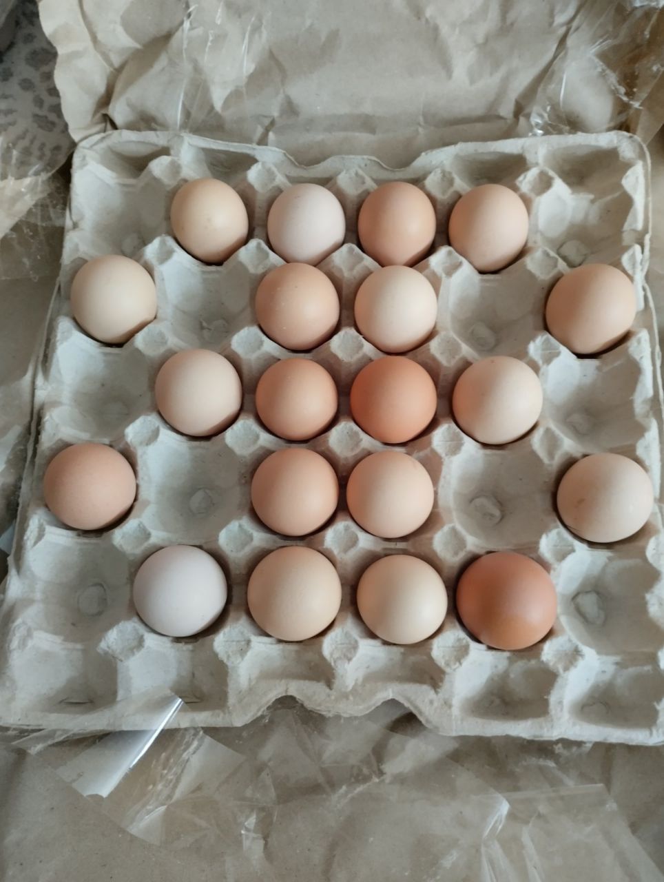 Інкубаційні яйця бройлерів імпорт/Україна