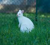 Kangur Walabia Benetta albinos samiczka