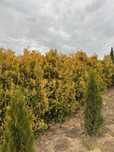 Tuja Europe Gold Brabant Zolty 180-210cm