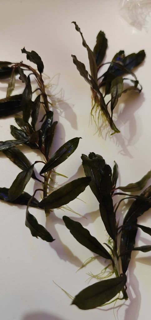 Акваріумна рослинка Bucephalandra sp. Kualakuayan