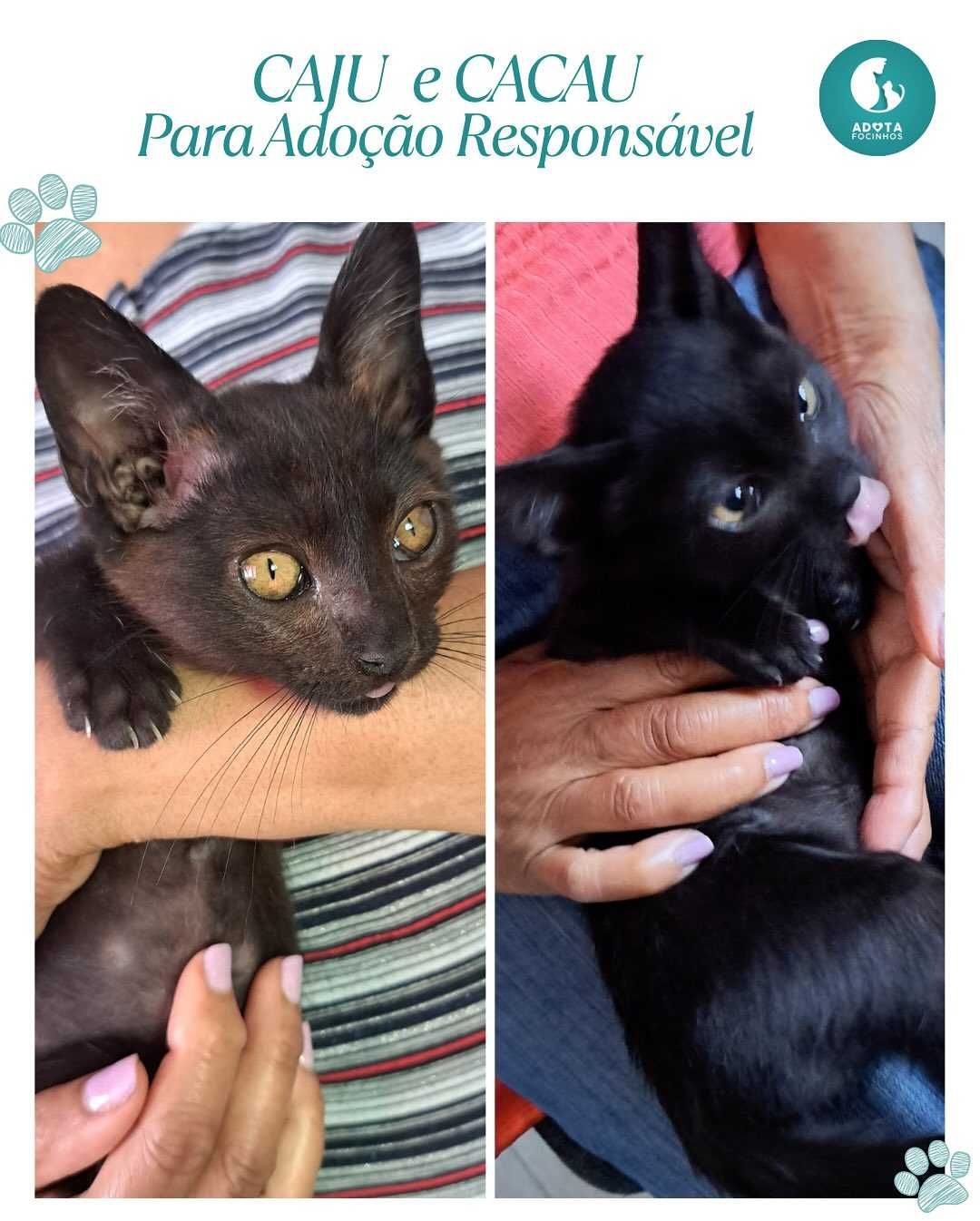 Bebés Caju e Cacau - para adoção responsável