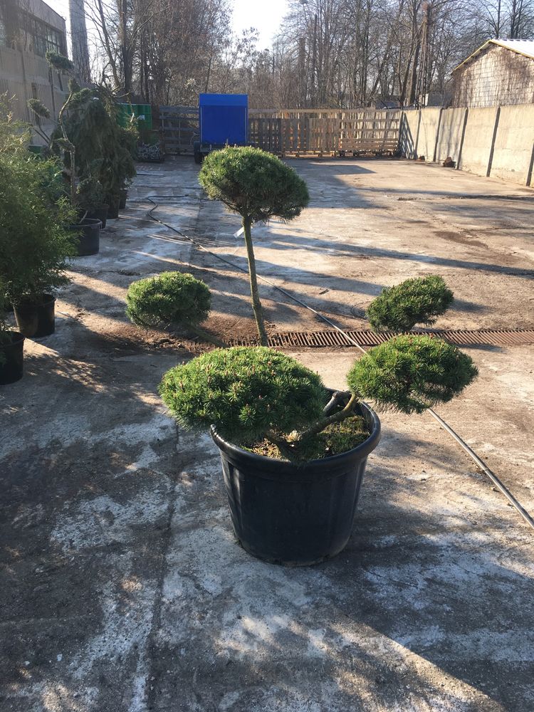 Sosna-bonsai (pinus mugo var mughus)