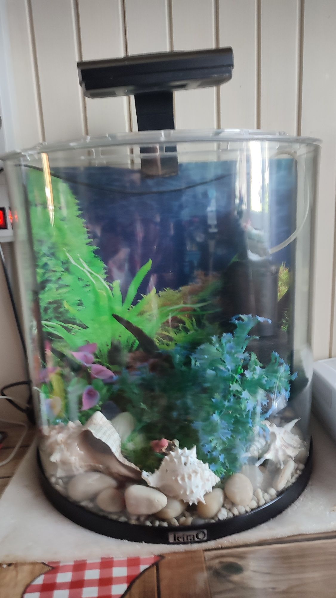 Akwarium firmy Tetra 30 l