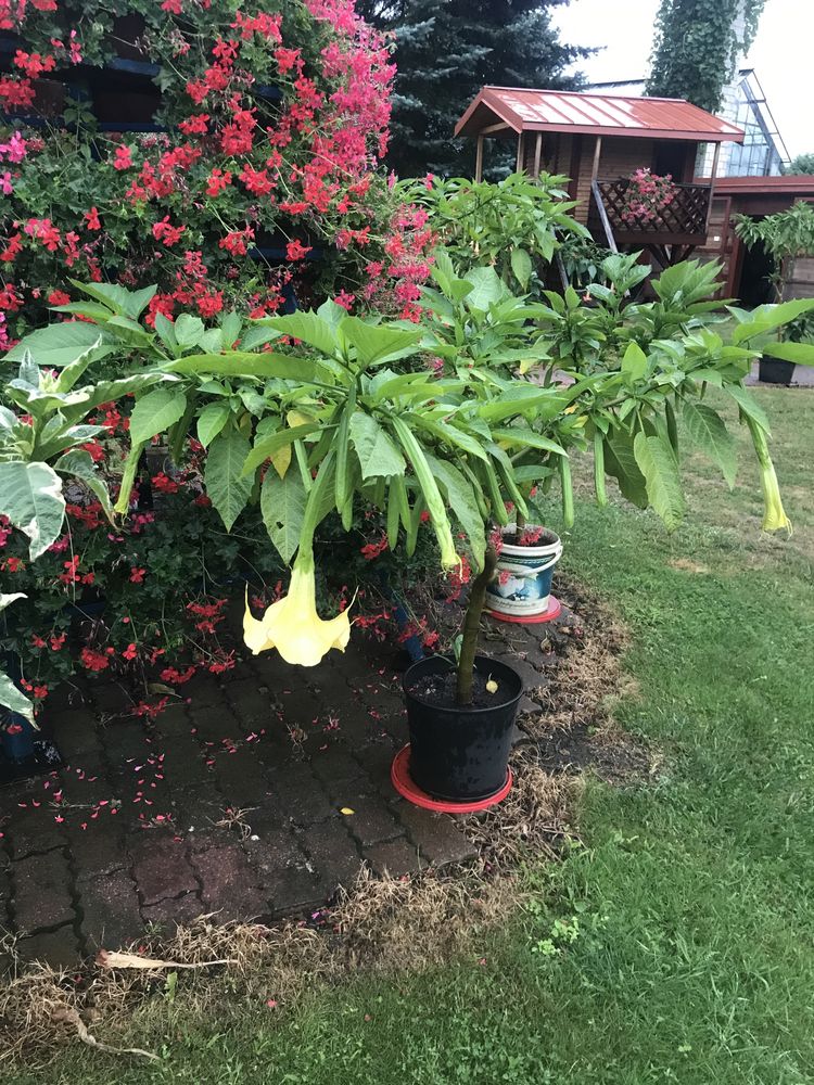 Datura duza kwiat pojedynczy morelowa ,rozowa