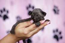 Devon Rex* Czarny Chłopczyk/Boy* DRX n