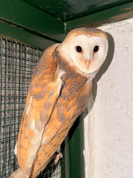 Coruja-das-torres (Criador Legal ICNF)