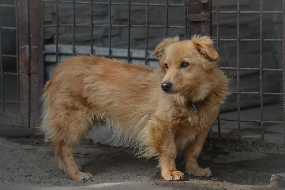 Snickers szuka domu, domy na stałe.