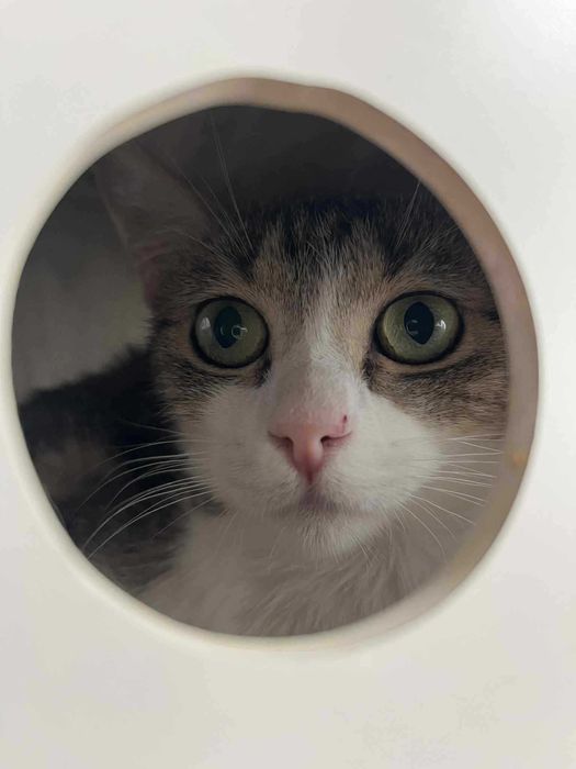 Sonia szuka domu! Fundacja "Stawiamy na Łapy"