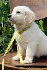 Piesek, chlopiec Golden Retriever FCI ZKwP