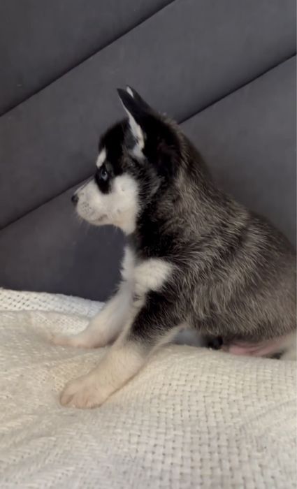 ‼️ЭКСКЛЮЗИВ‼️Чистокровные Мини-Хаски‼️Срочно роспродаем щенков!