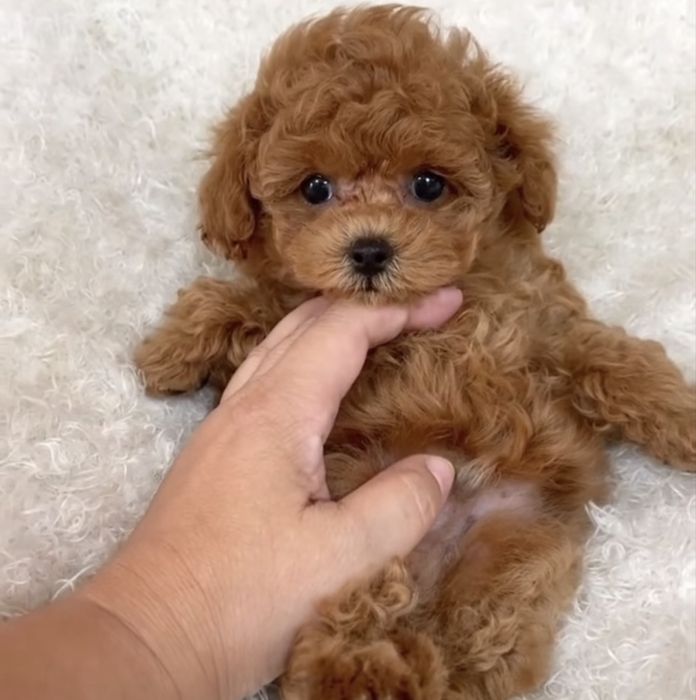 Caniche toy Fêmea prestigio