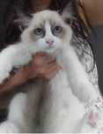 Kotka ragdoll seal point do hodowlii