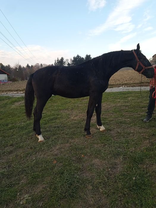 Ogierek śląski kary