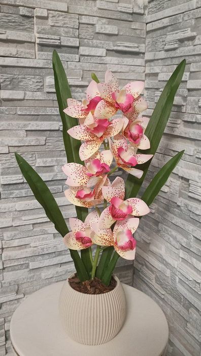 Орхідея декоративна