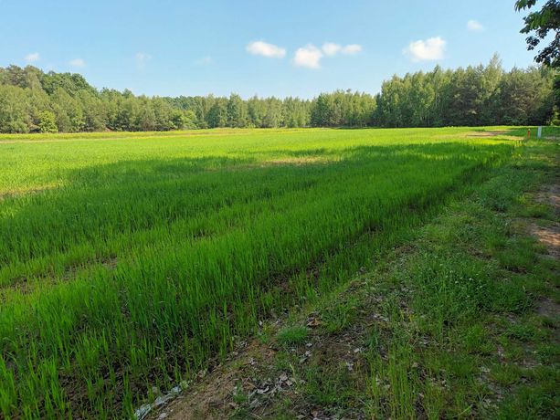 Działka budowlana k / Kazimierza Dolnego