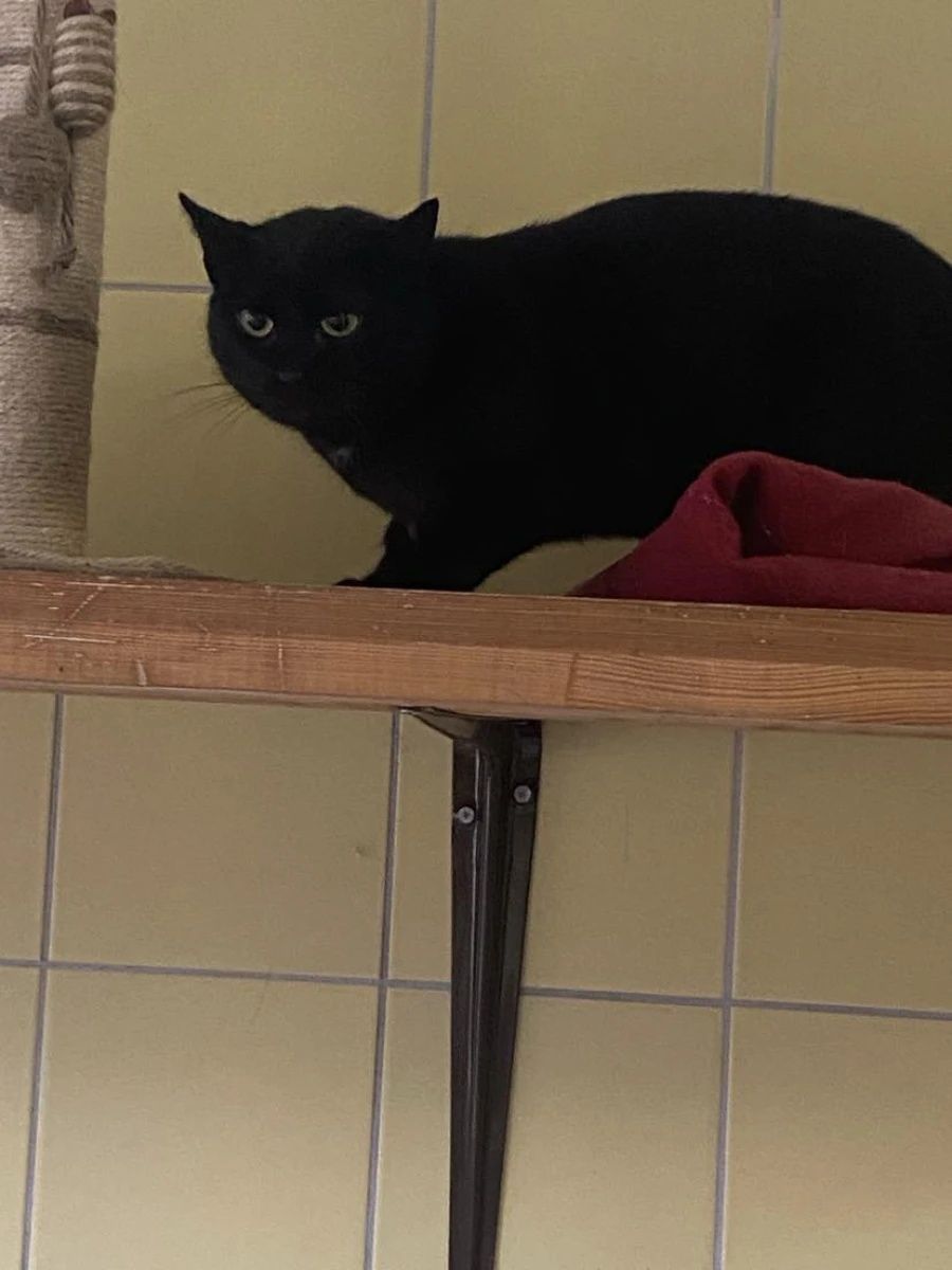 Czarna kotka Dżamila do adopcji!