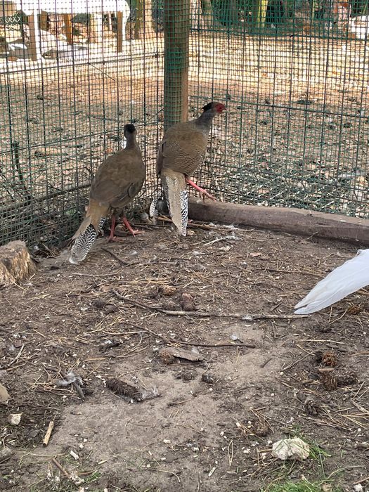 Bażant srebrny drób ozdobny