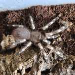 Samica vitalius chromatus 4,5 dc