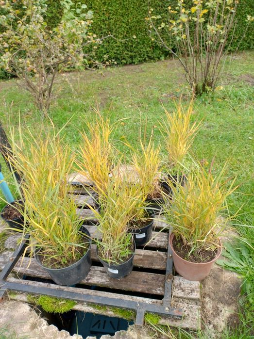 Trawy ozdobne, proso rozgowate wysokie Miskanty