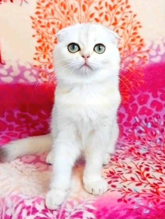 Чарівні плюшеві кошенята ведмежата чекають на Вас