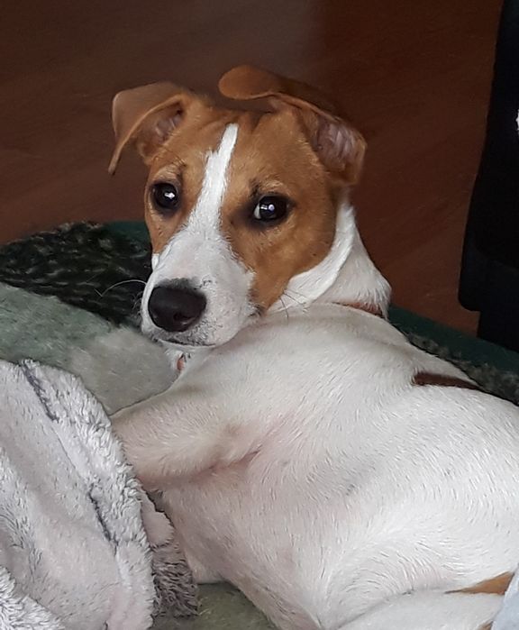 Jack Russel Terrier Reproduktor