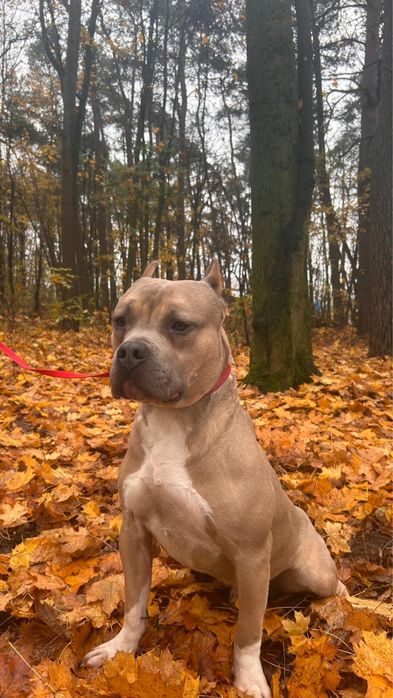 Amstaff American Staffordshire Terrier