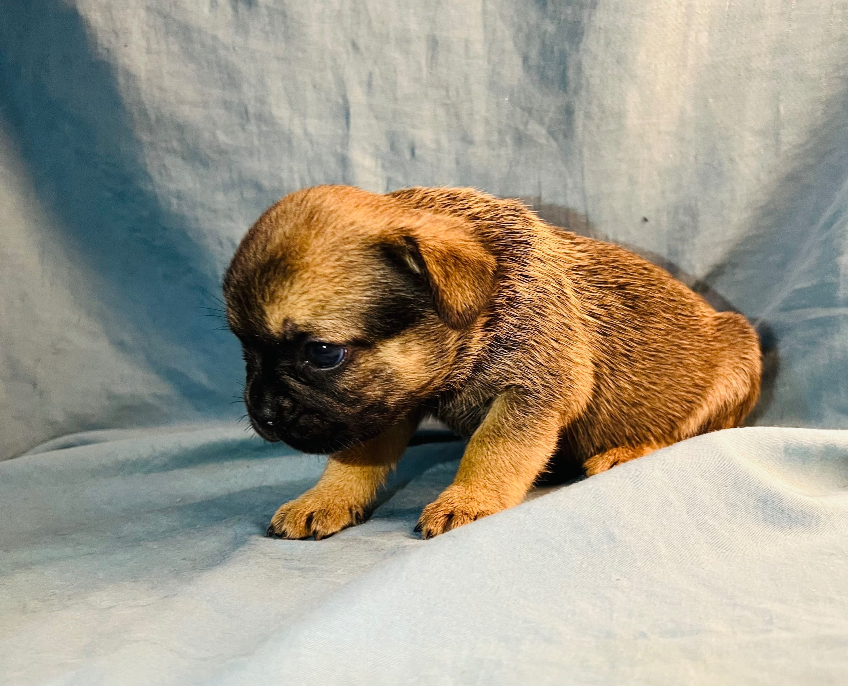Bulldog francês X fêmea