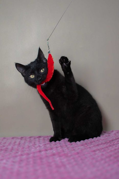 Kot czy sowa? Mała, czarna Hedwiga do adopcji za darmo