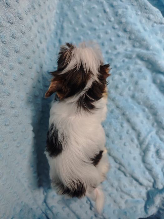 Mini Samiec Yorkshire terrier biewer