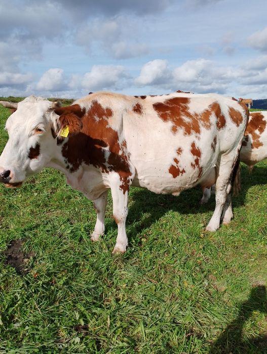 Sprzedam 4 krowy cielne