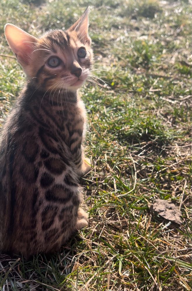 Бенгальске кошеня дівчинка