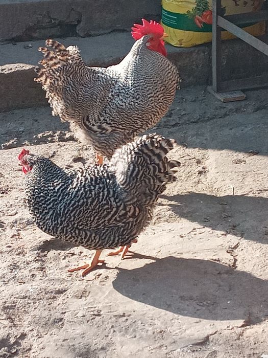 Інкубаційне яйце курей