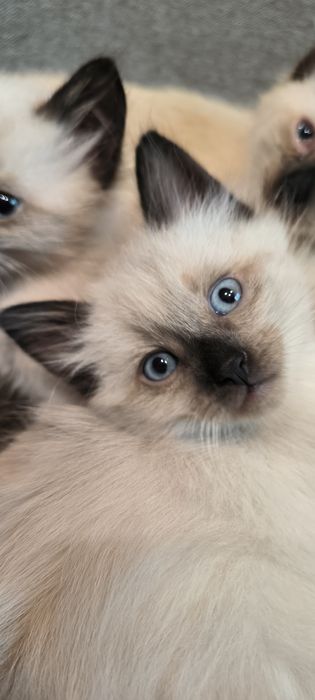 Балінезійські кошенята, балінези, сіамські балінезійські