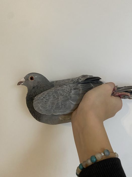 Sprzedam gołębia pocztowego