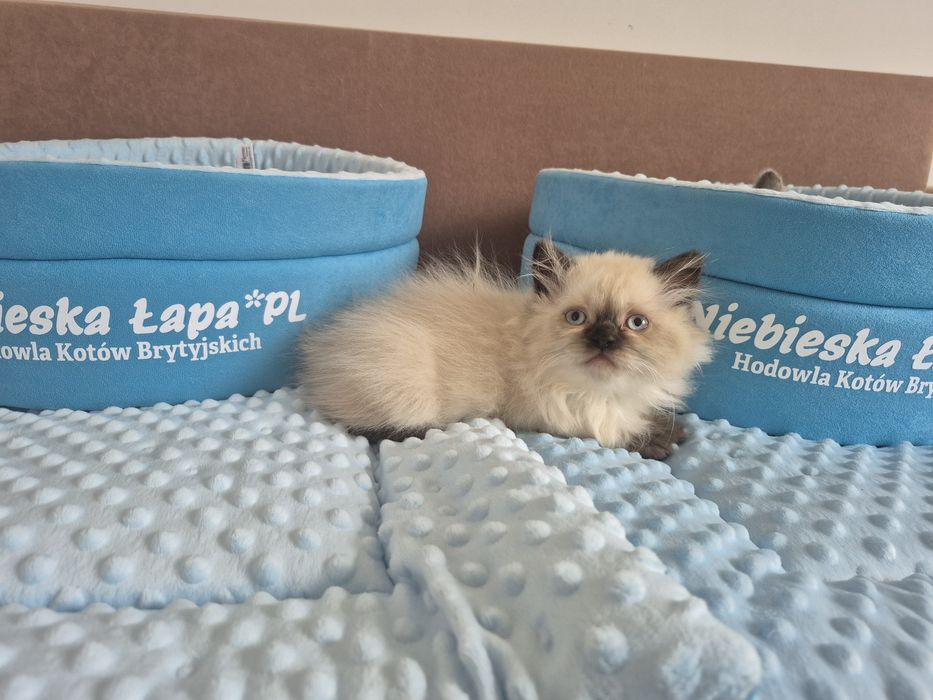 Kot brytyjski FPL point czekoladowy dlugowlosy