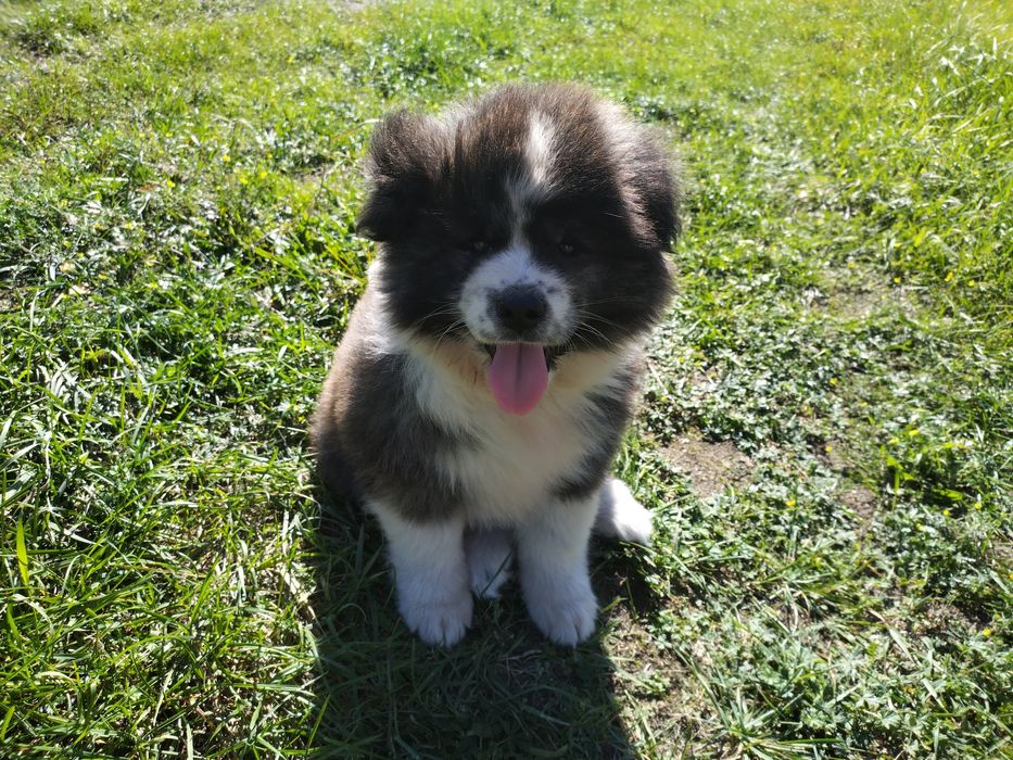 Długowłose Szczenię Japońska Akita Inu
