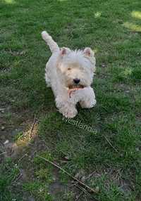 West highland white terrier, reproduktor