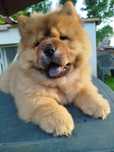Chow chow FCI wolny samiec