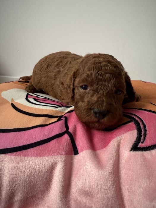 Pudel Toy Red Brown po małych rodzicach