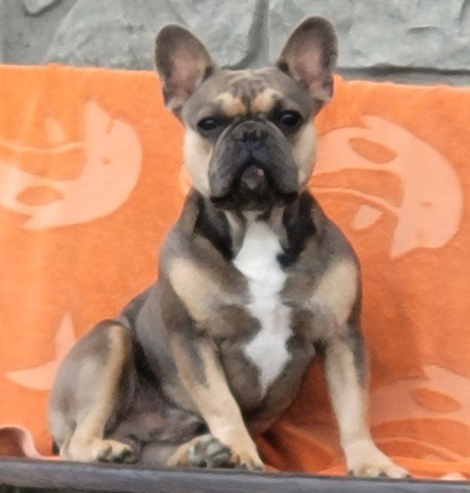 Цуценята французького бульдога