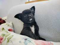 Chihuahua piesek
