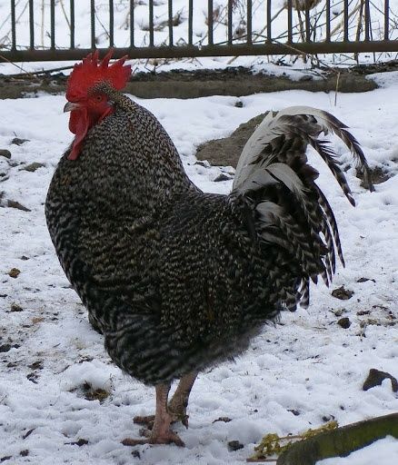 Kaczki gęsi perliczki oryginał certyfikowana ferma kury Kokoszki kolor