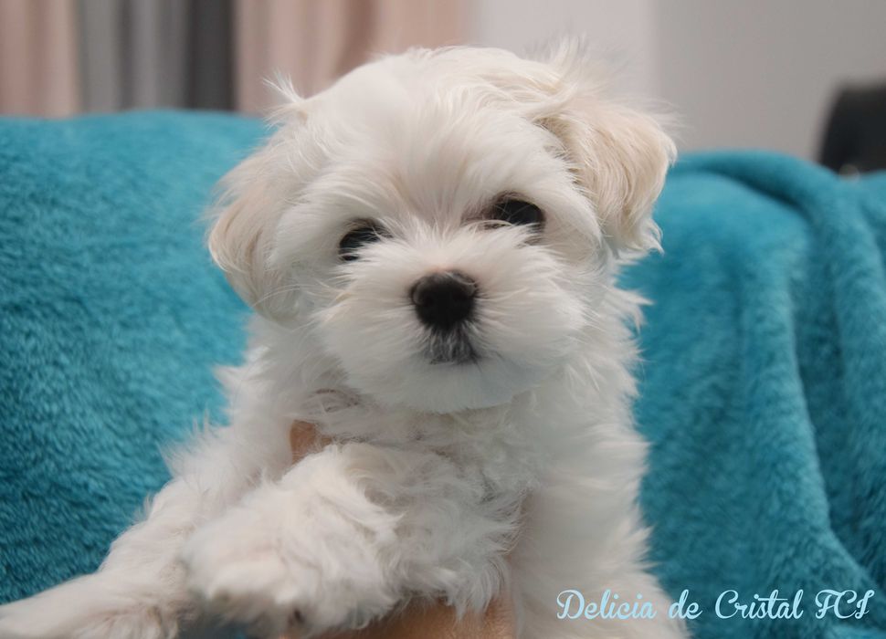 Maltańczyk szczeniaczek ZKWP