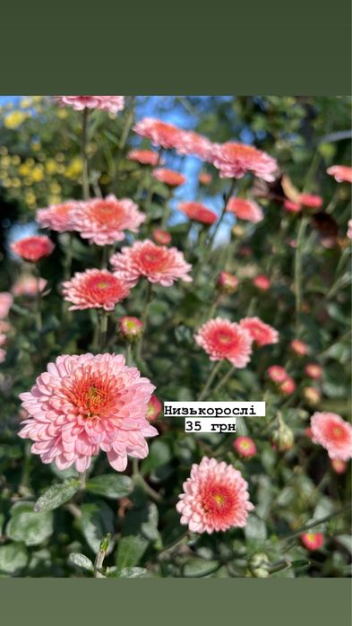 Акція!!! Всі по 30 грн. Хризантеми різних видів