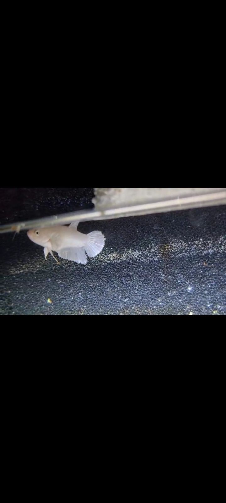 Casal de bettas brancos