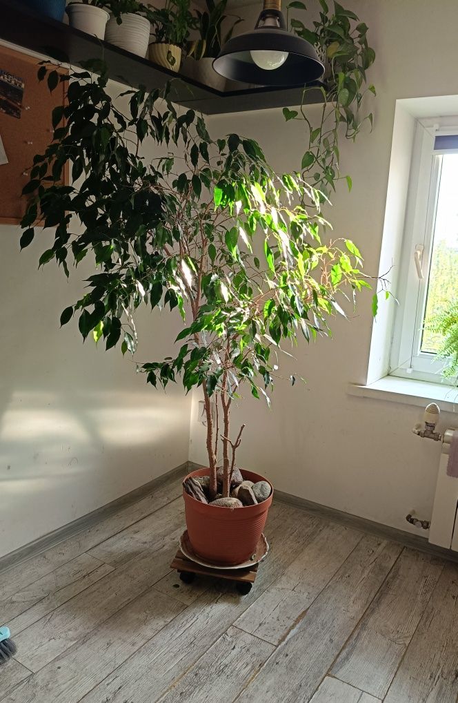 Fikus Benjamina 1,5m