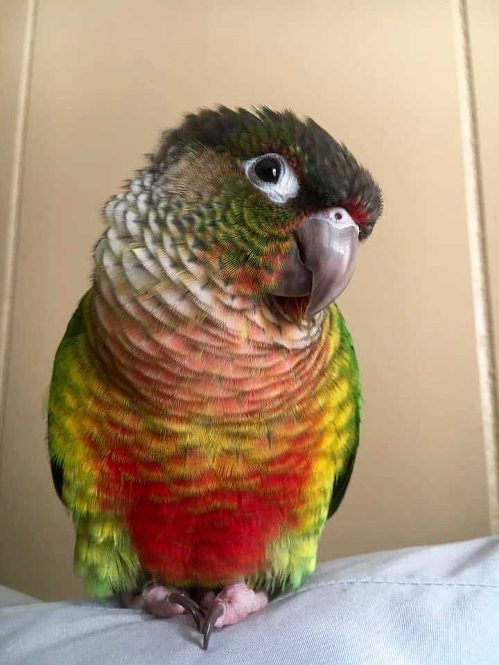 Умная порода попугаев Пиррура