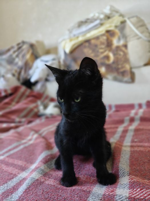 Продаються кошенята