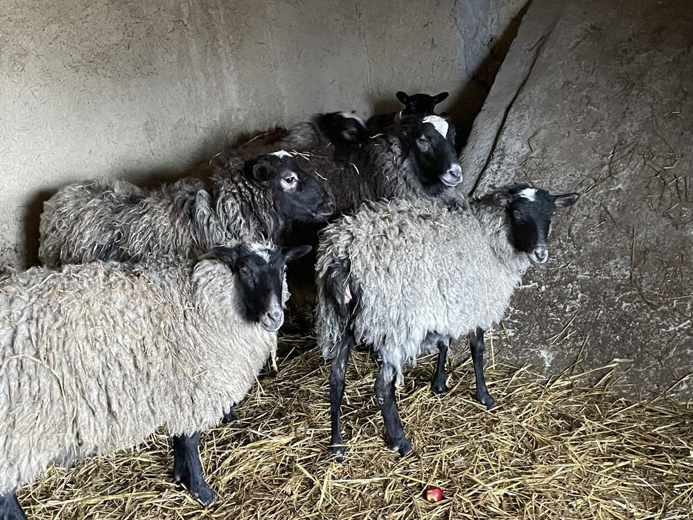 Продам вівці романівської породи ціна договірна