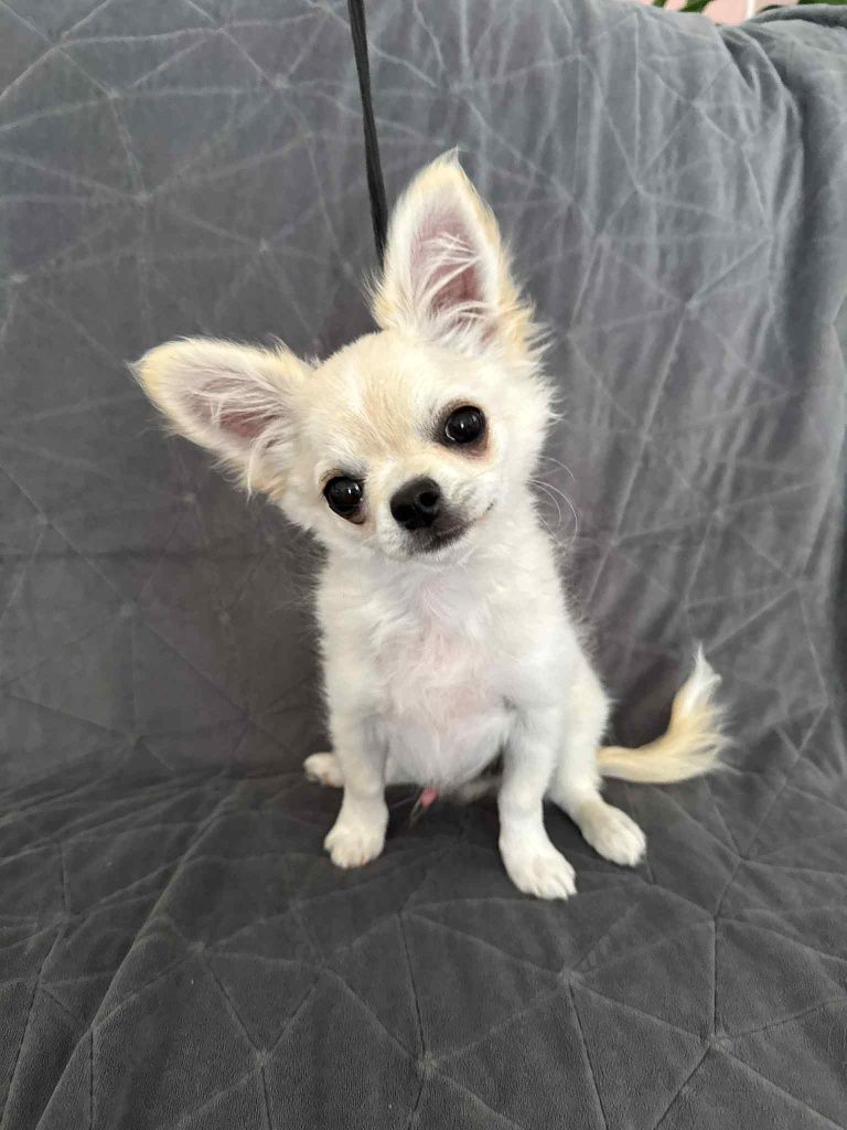 Chlopiec Chihuahua 4msc Fci